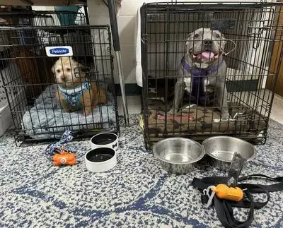 Volusia County Animal Services